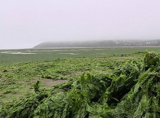 marée verte bouttet