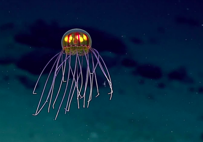 creation fonds sous-marins 
